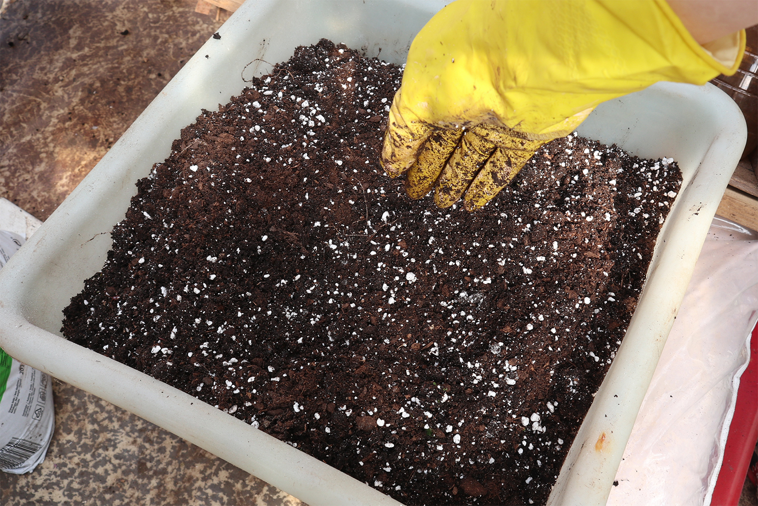 Такой грунт точно понравится рассаде — рыхлый, но не рассыпающийся в пыль. Стандартный субстрат из верхового торфа средней фракции, смешанный с перлитом