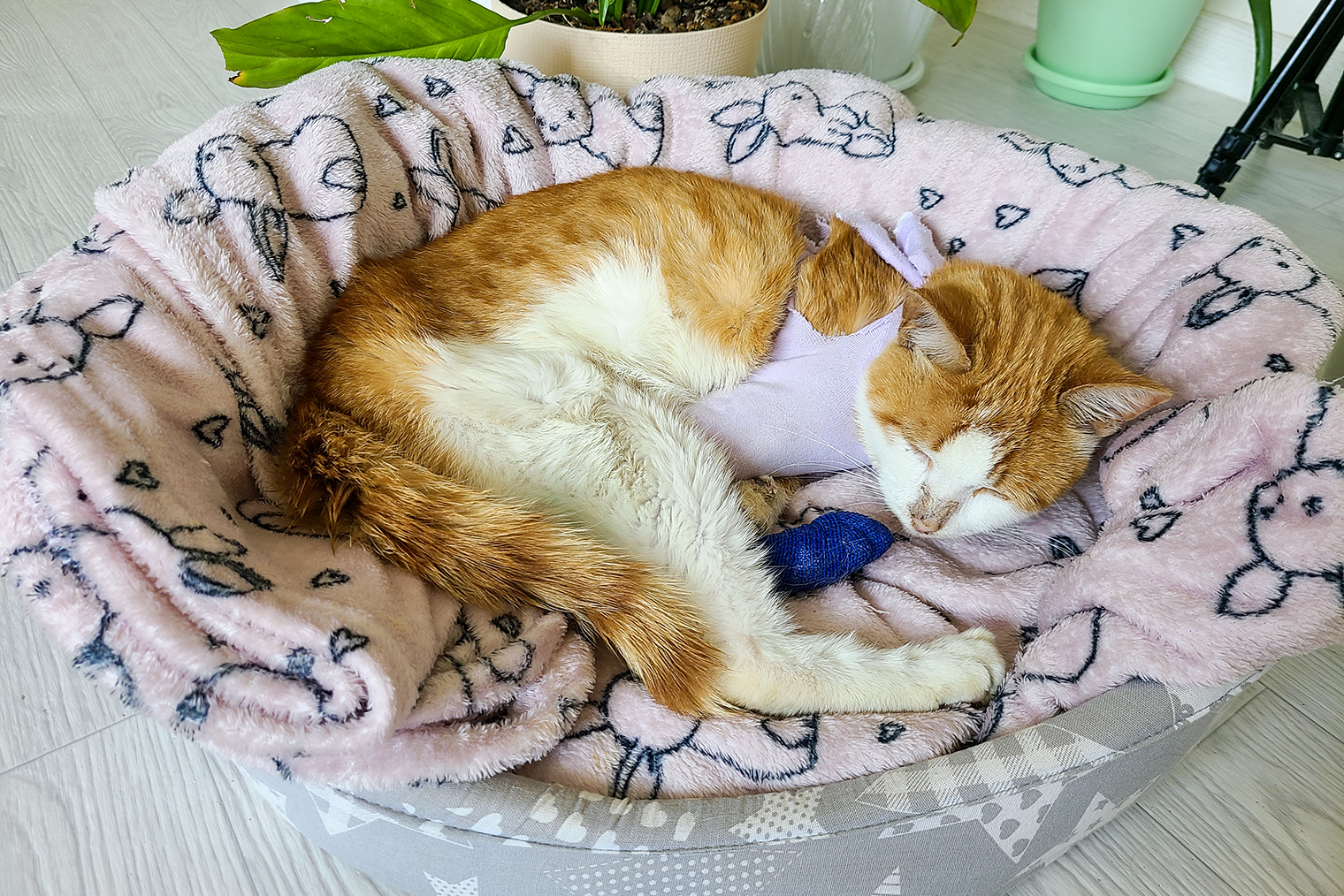 Персик восстанавливается после первой операции