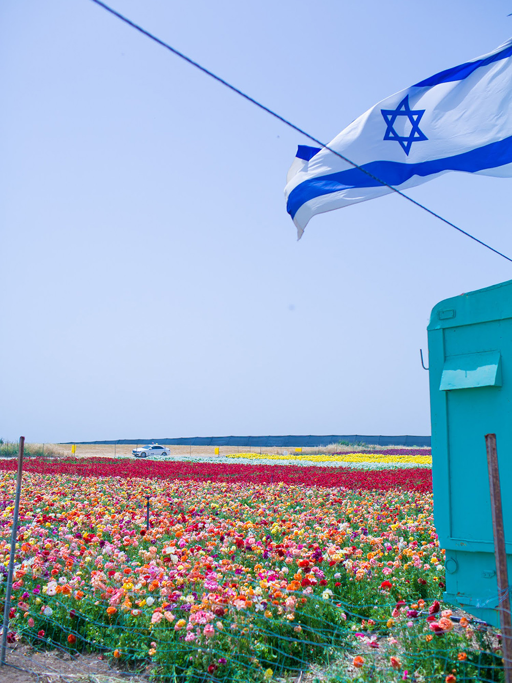 Израиль, несмотря на небольшую площадь, удивительно разнообразен. Например, я бы никогда не подумала, что встречу поля ранункулюсов в поселении Беэр⁠-⁠Тувия