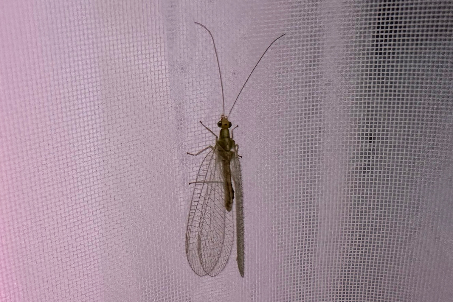 Это златоглазка, она уничтожает тлю на растениях, но ее личинками питаются клопы-солдатики