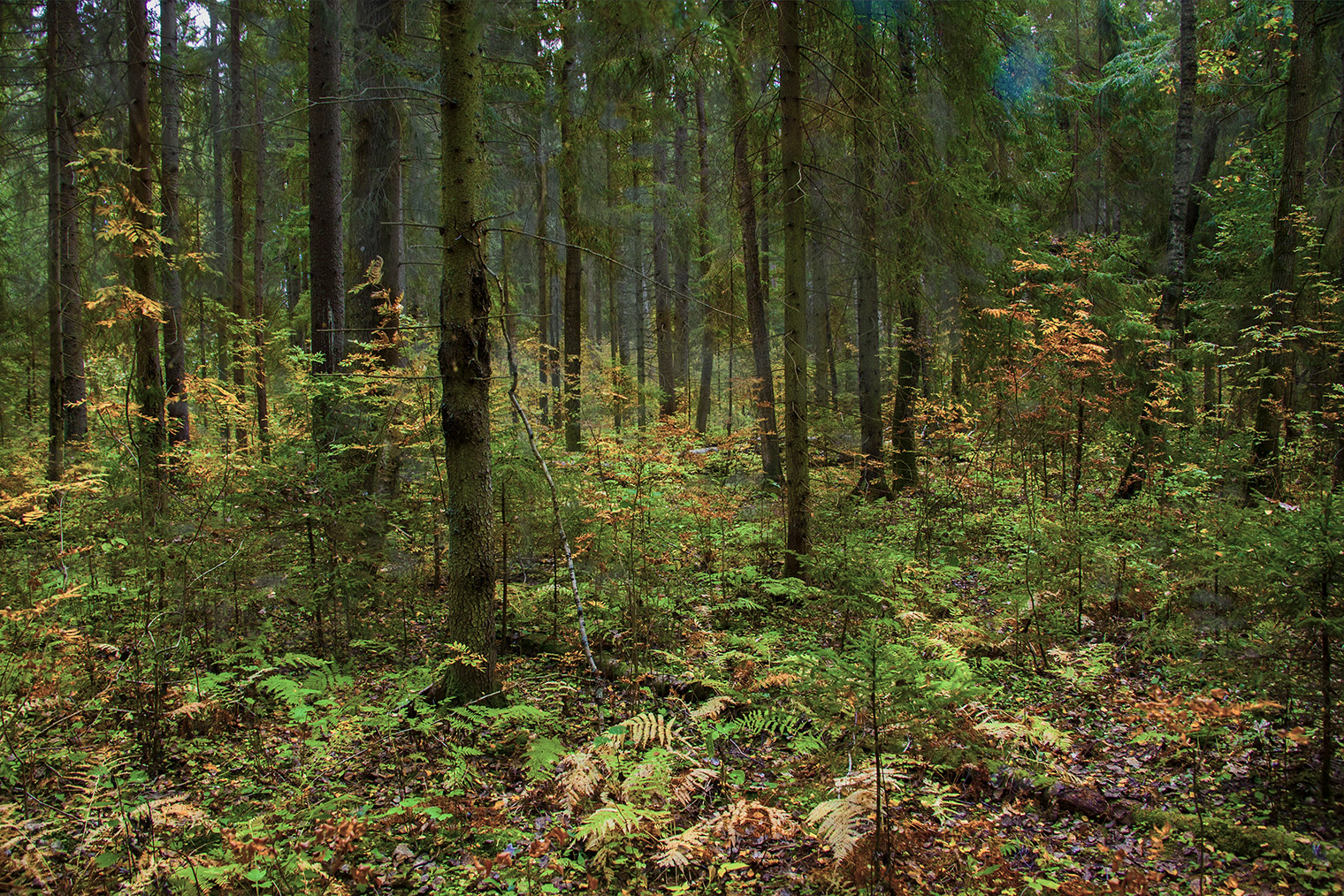 Обычный среднестатистический лес выглядит примерно так. И это вызывает желание его немного доработать. Фотография: wirestock / Freepic