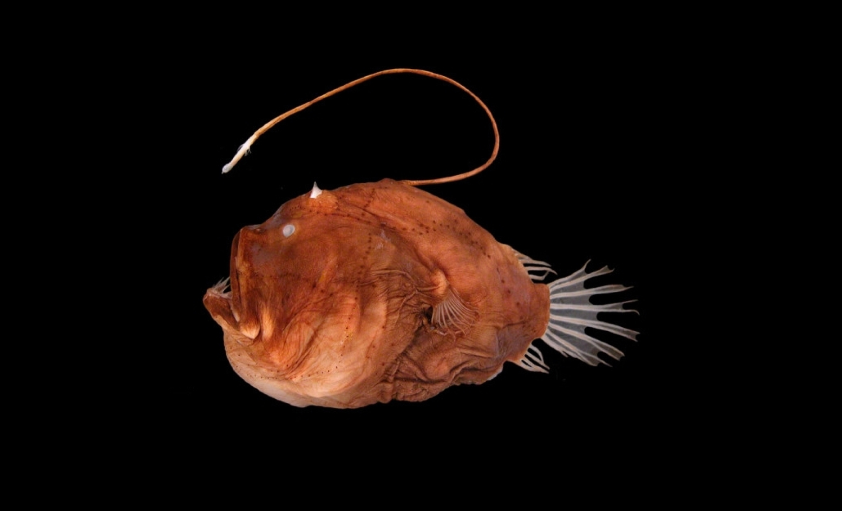 Предлагают несуществующую выгоду