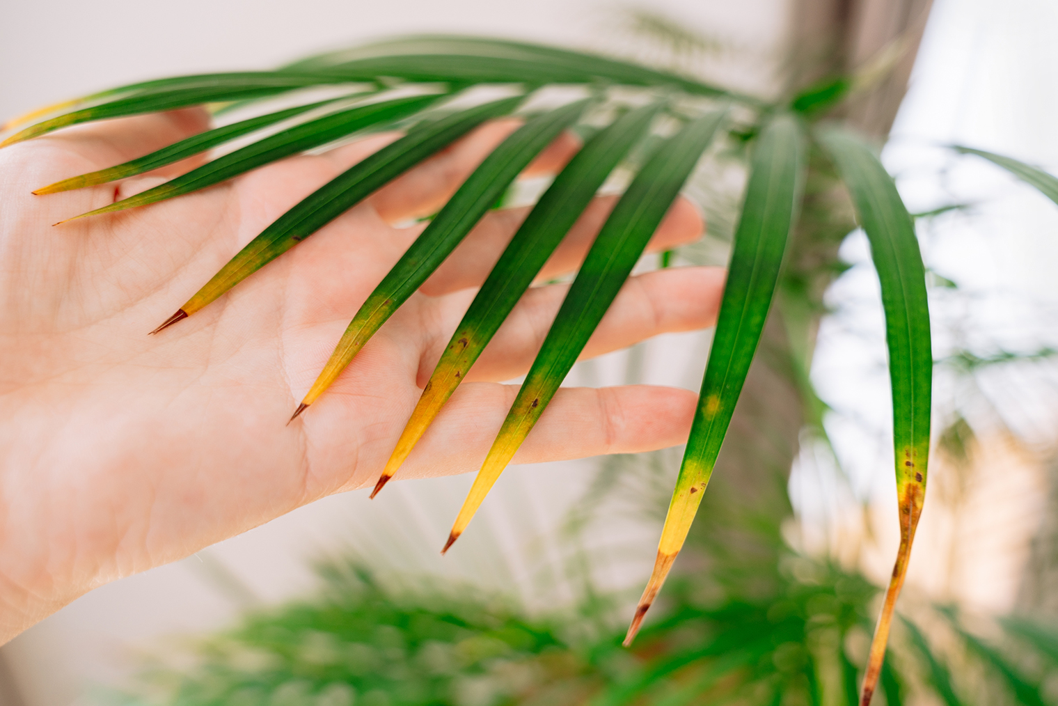 Листья на фото страдают и от сухости, и от неправильного полива. Фотография: Elena Ebinger / Shutterstock / FOTODOM