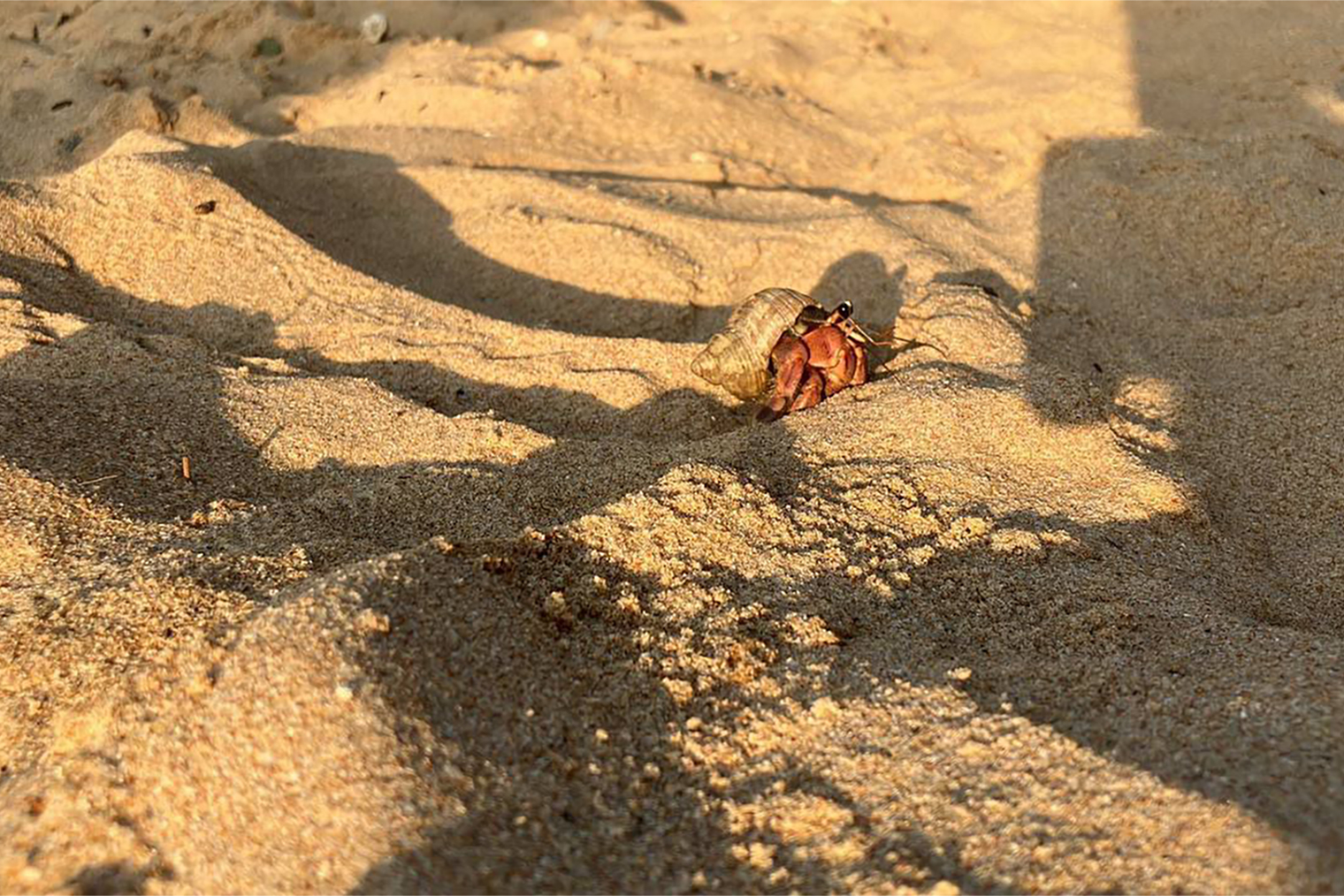 По соседству с огромными черепахами видела маленьких жителей пляжа — раков-отшельников