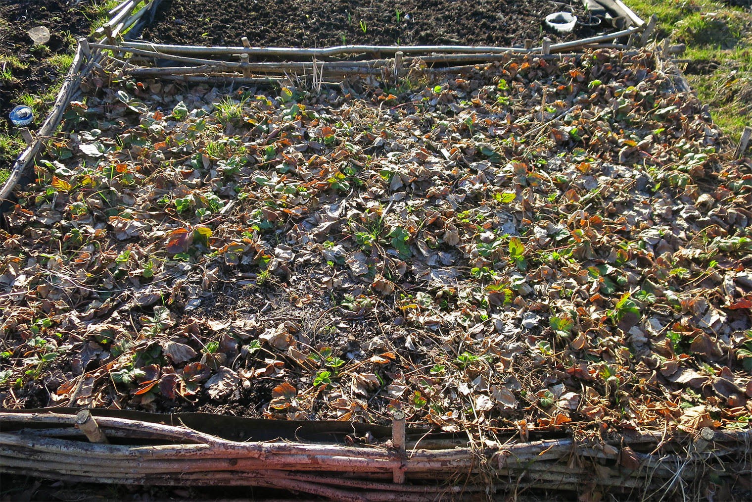 Вот так делать нельзя. Осенью обязательно нужно удалить все старые листья из ягодника. И высаживать растения на правильном расстоянии, а не так загущенно