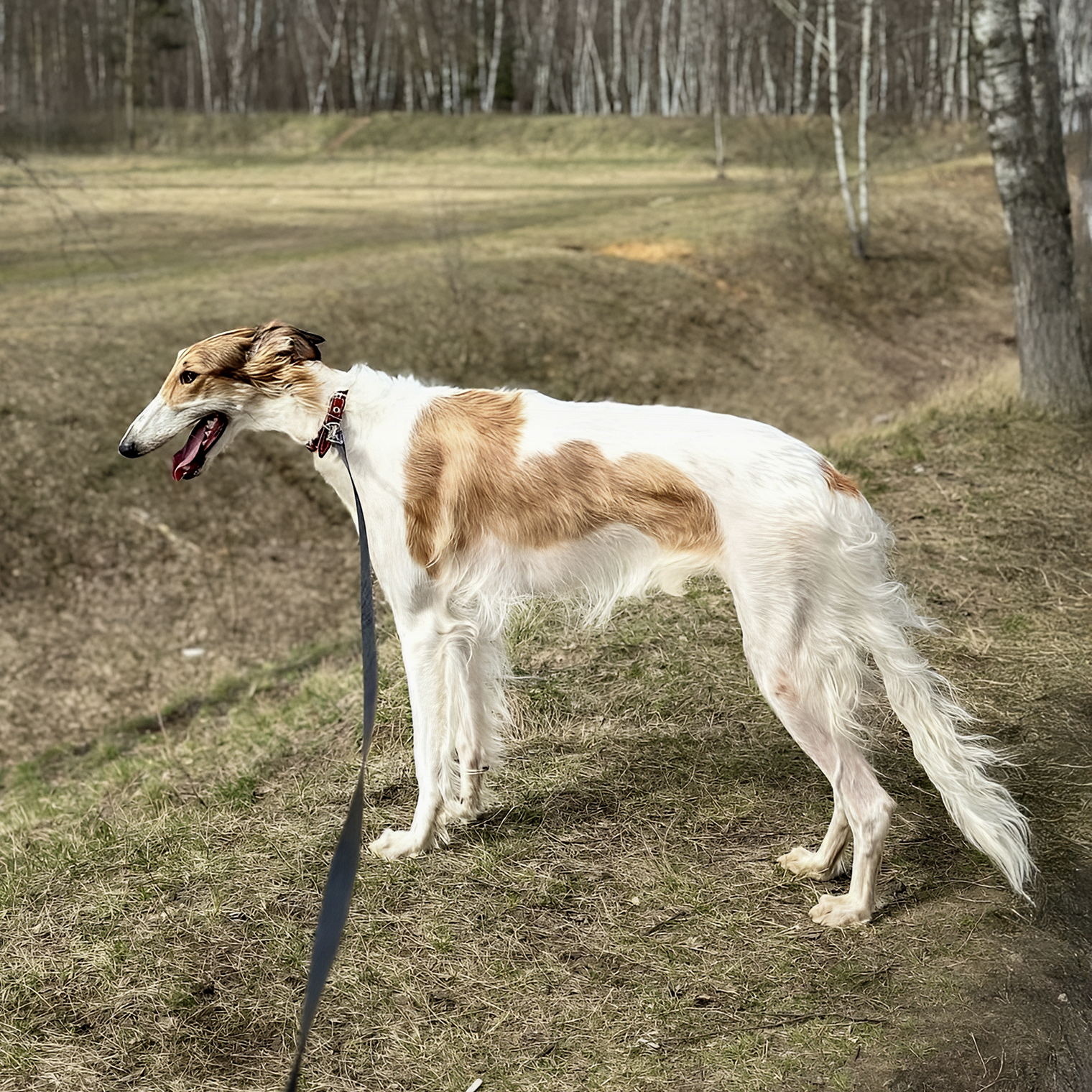 Наша красотка