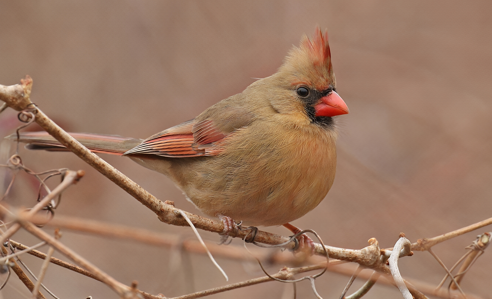 Cornell FeederWatch Cam