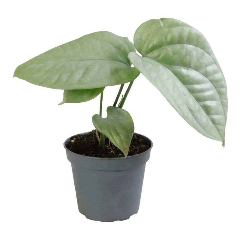Монстера «амидриум сильвер