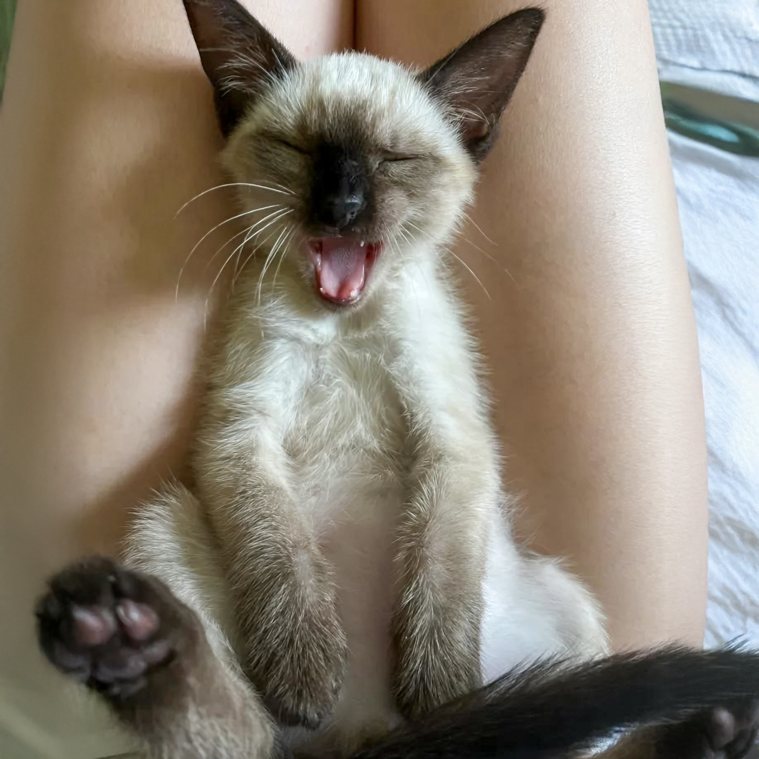 Мы с котенком быстро нашли общий язык