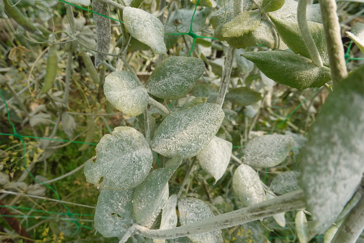Сильное поражение мучнистой росой на горохе. © La Huertina De Toni / Shutterstock / FOTODOM