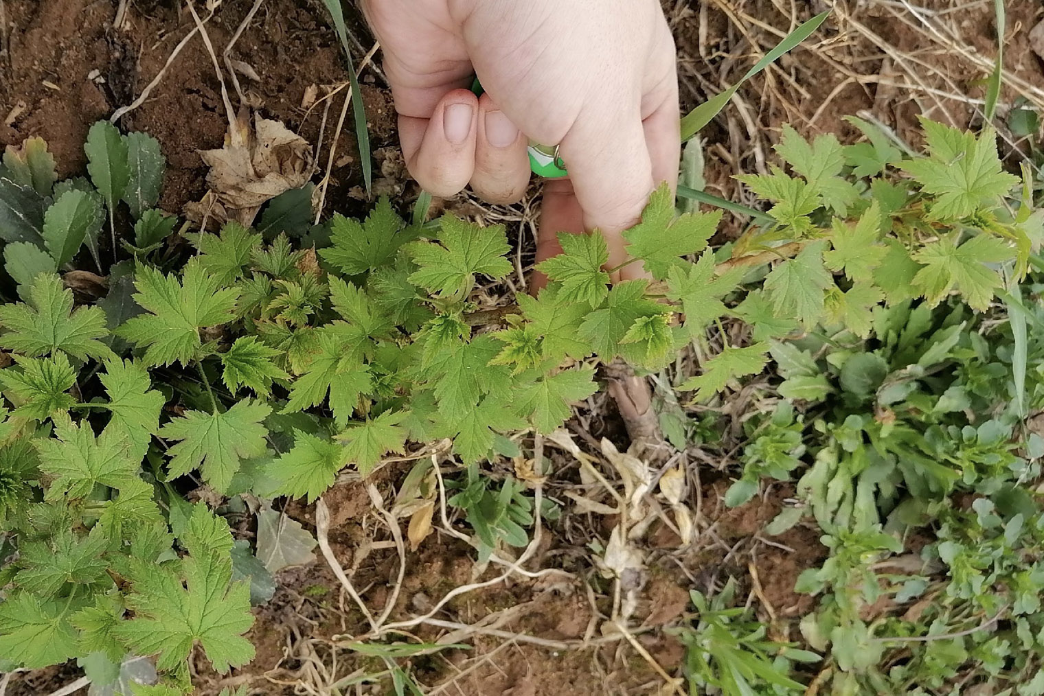 У знакомого садовода из Кирова растет железистая смородина. © Макс Ковалев
