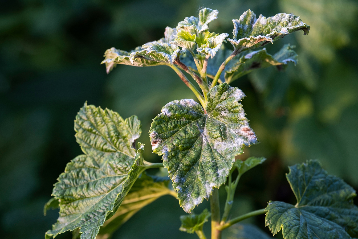 Мучнистая роса на смородине. © Sergey Dudikov / Shutterstock / FOTODOM