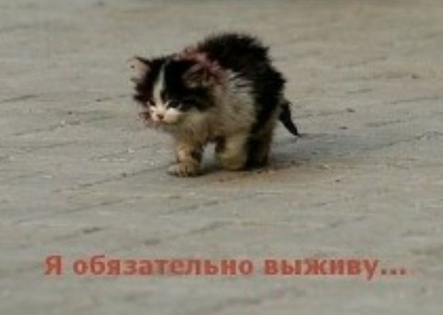 И он выжил! © «Яплакалъ»
