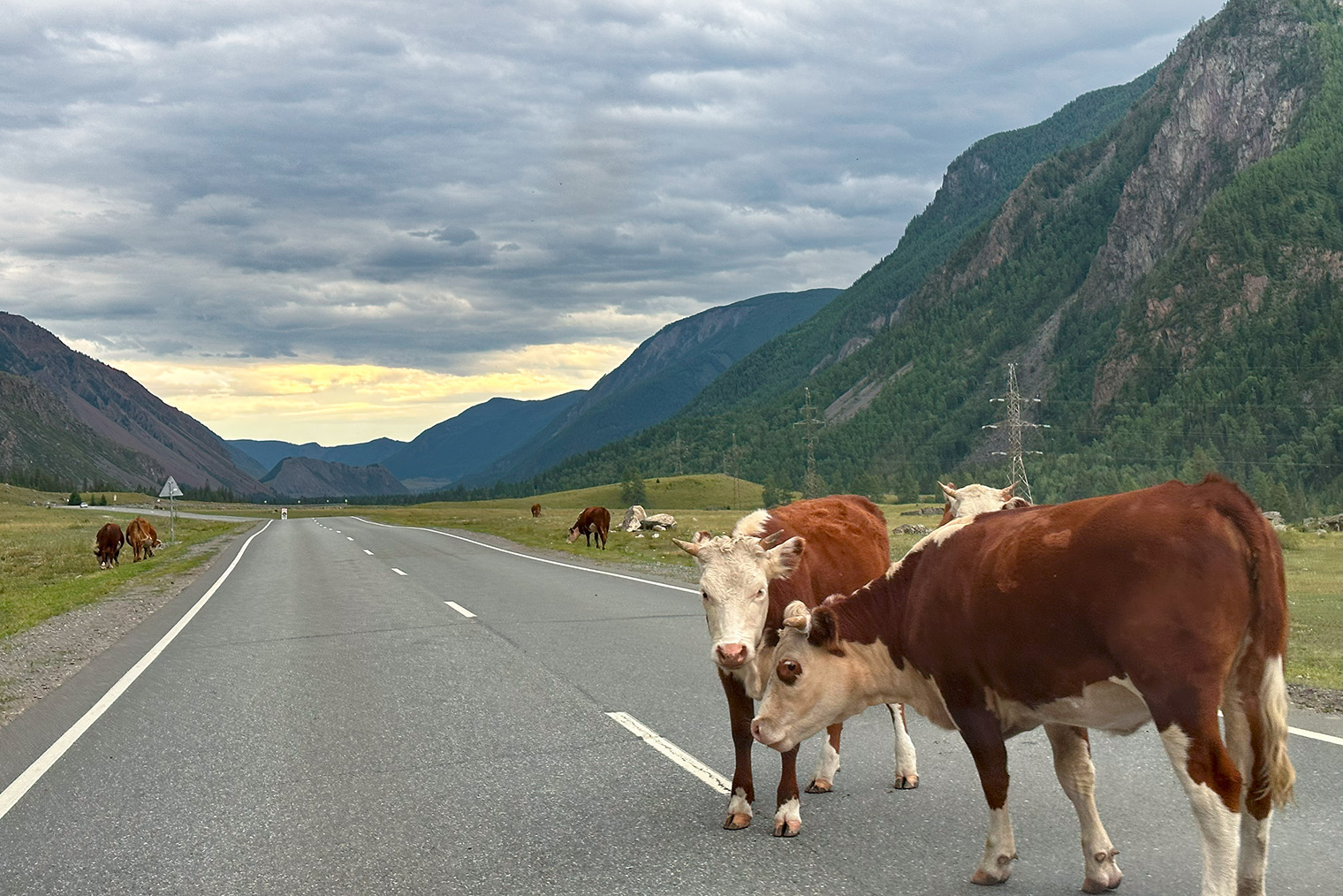 Коровы на Алтае совсем не боятся машин