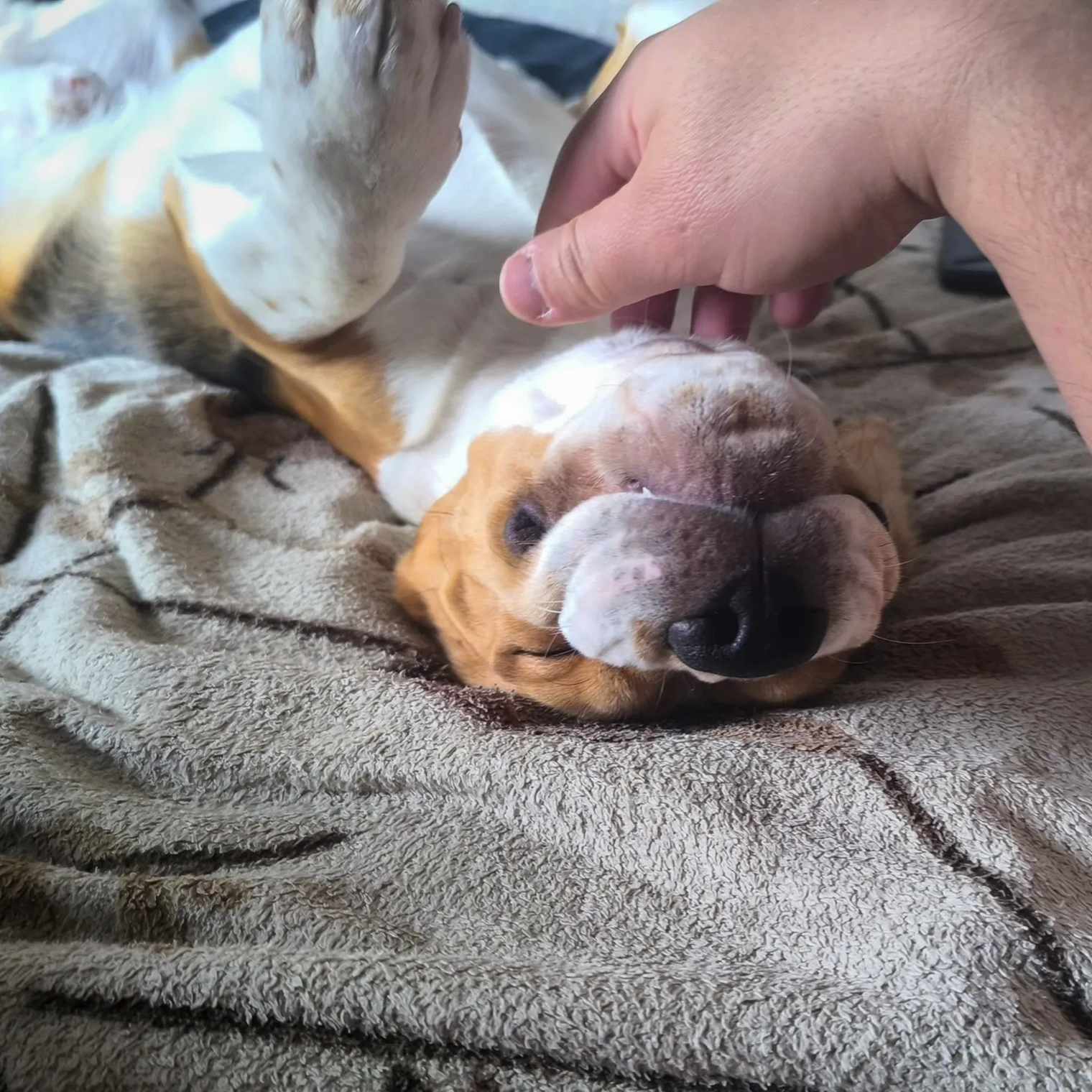 Наш домашний ленивец