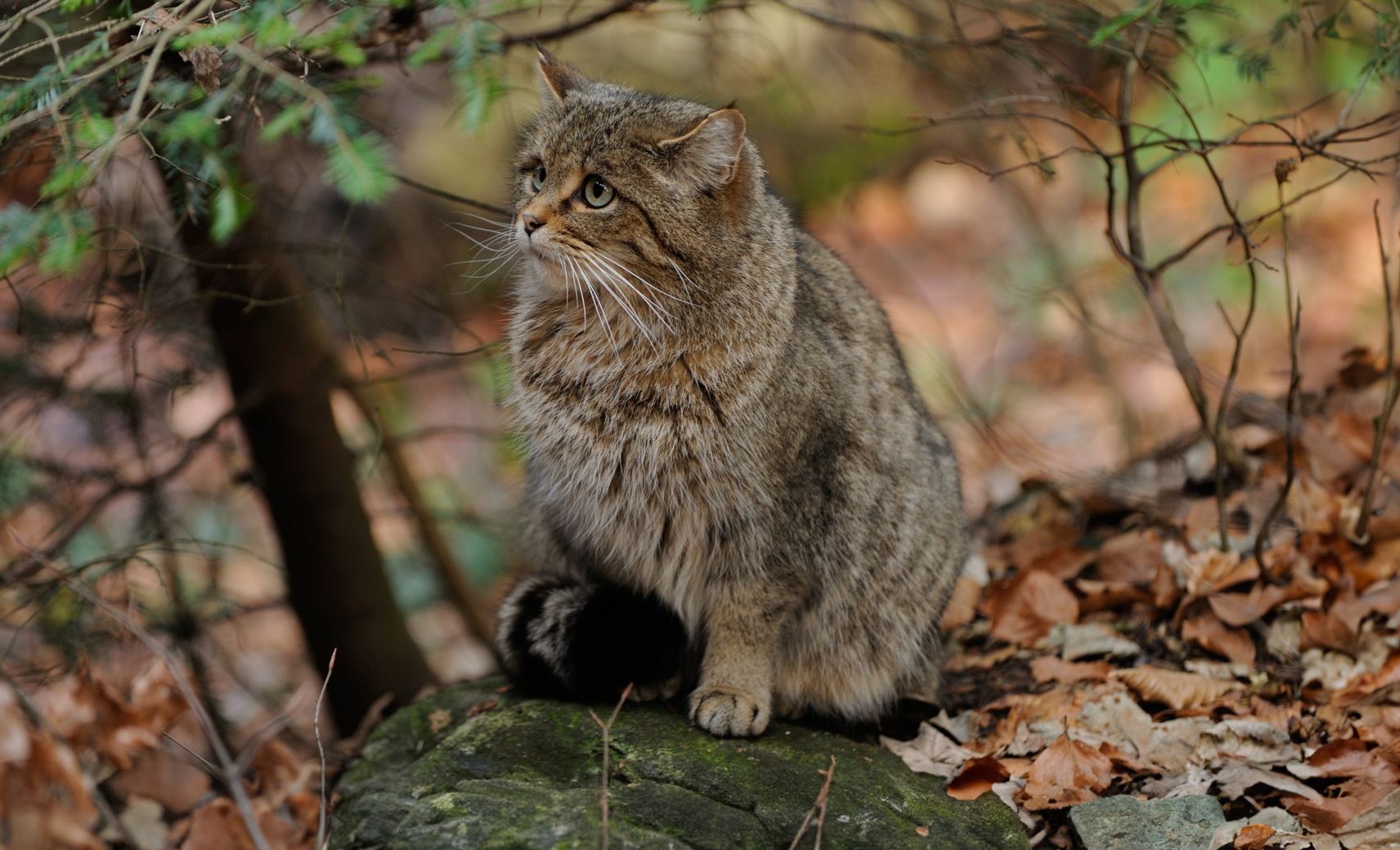 Европейский лесной кот