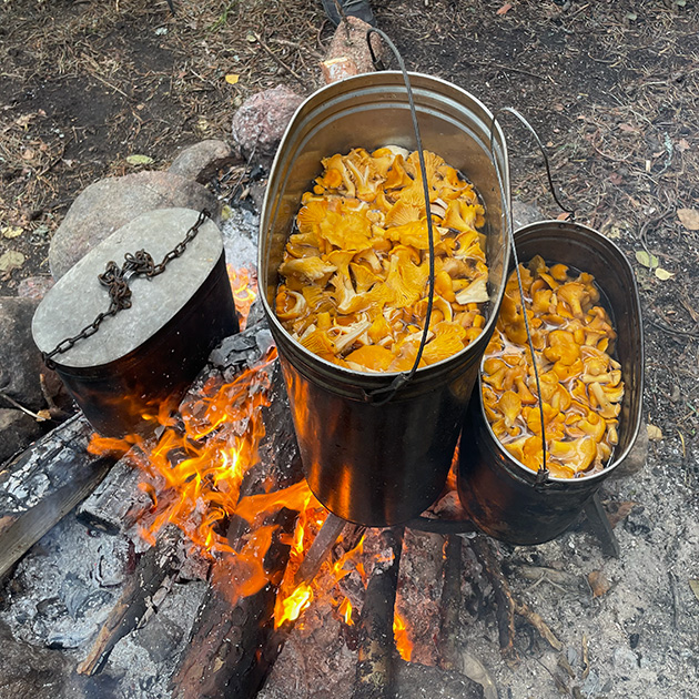 Сколько же грибов!