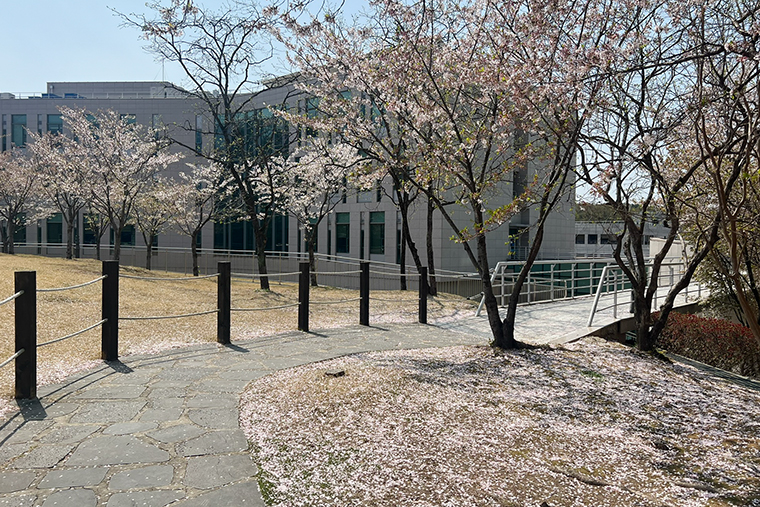 На кампусе вишня облетает, земля устлана розовым ковром из вишневых лепестков