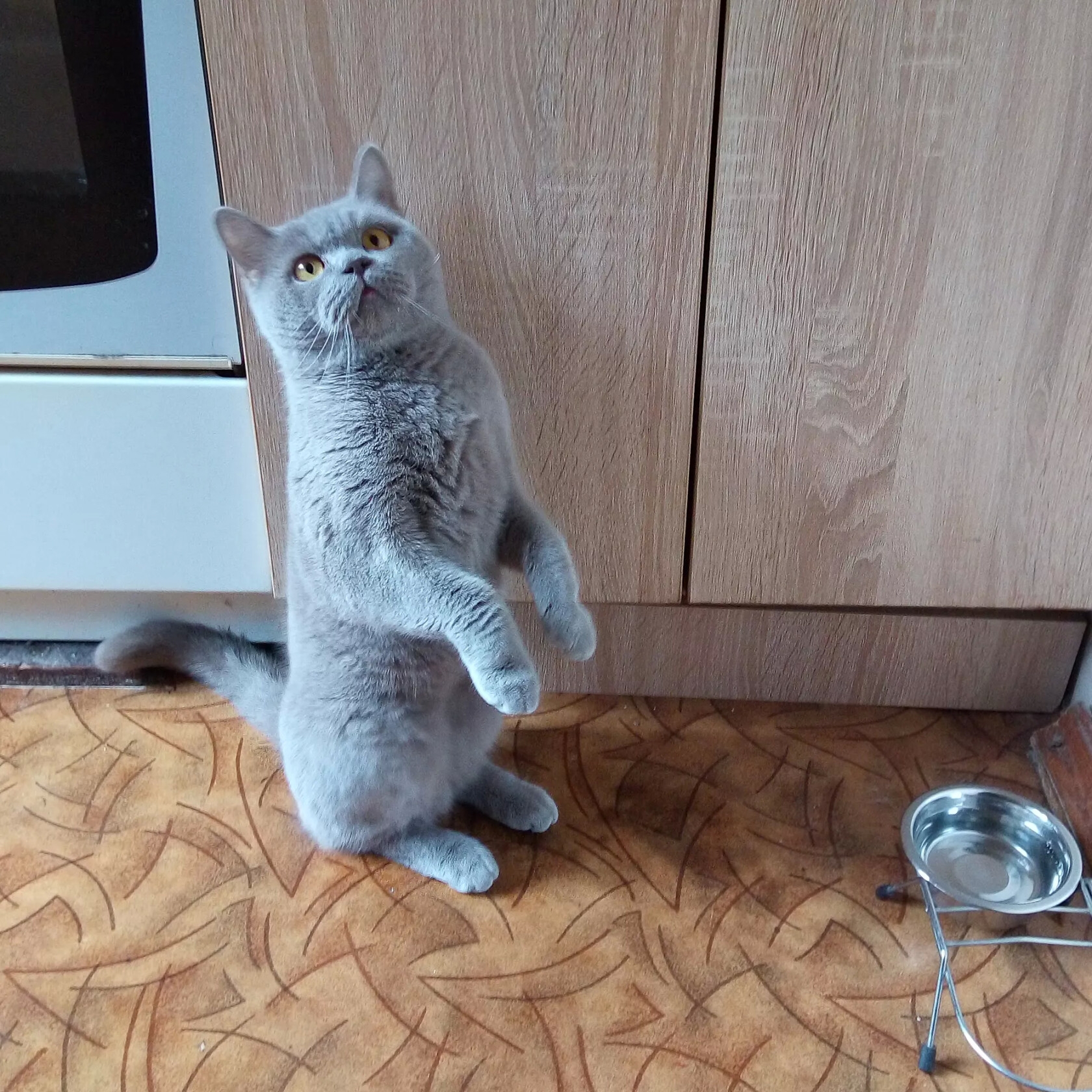 От 1 месяца до 5 лет в режиме развлечений и кормёжки