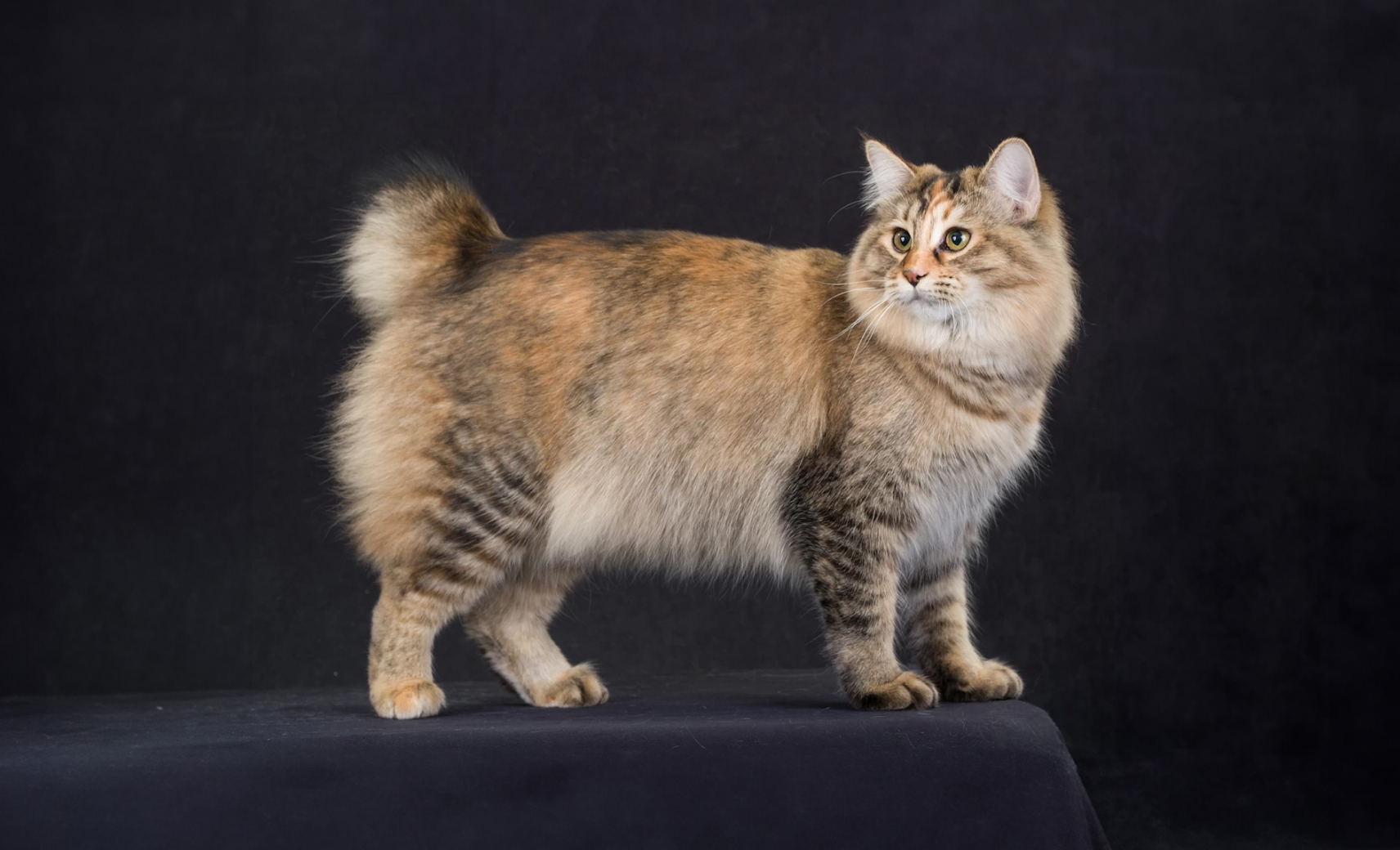 Американский бобтейл