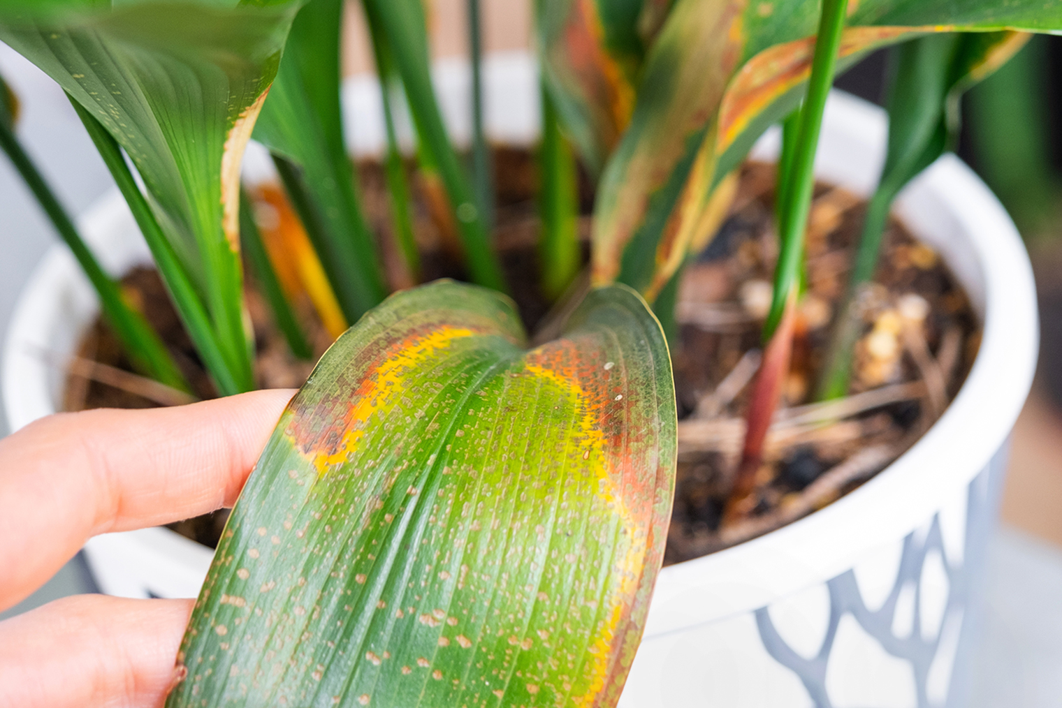 Растение страдает от излишнего увлажнения грунта или застоя воды. © Simol1407 / Shutterstock / FOTODOM