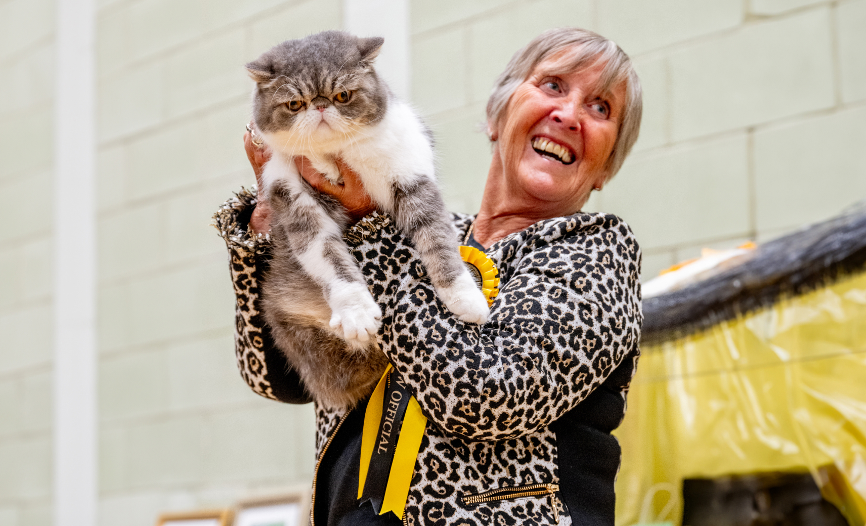 Экзотическая короткошерстная