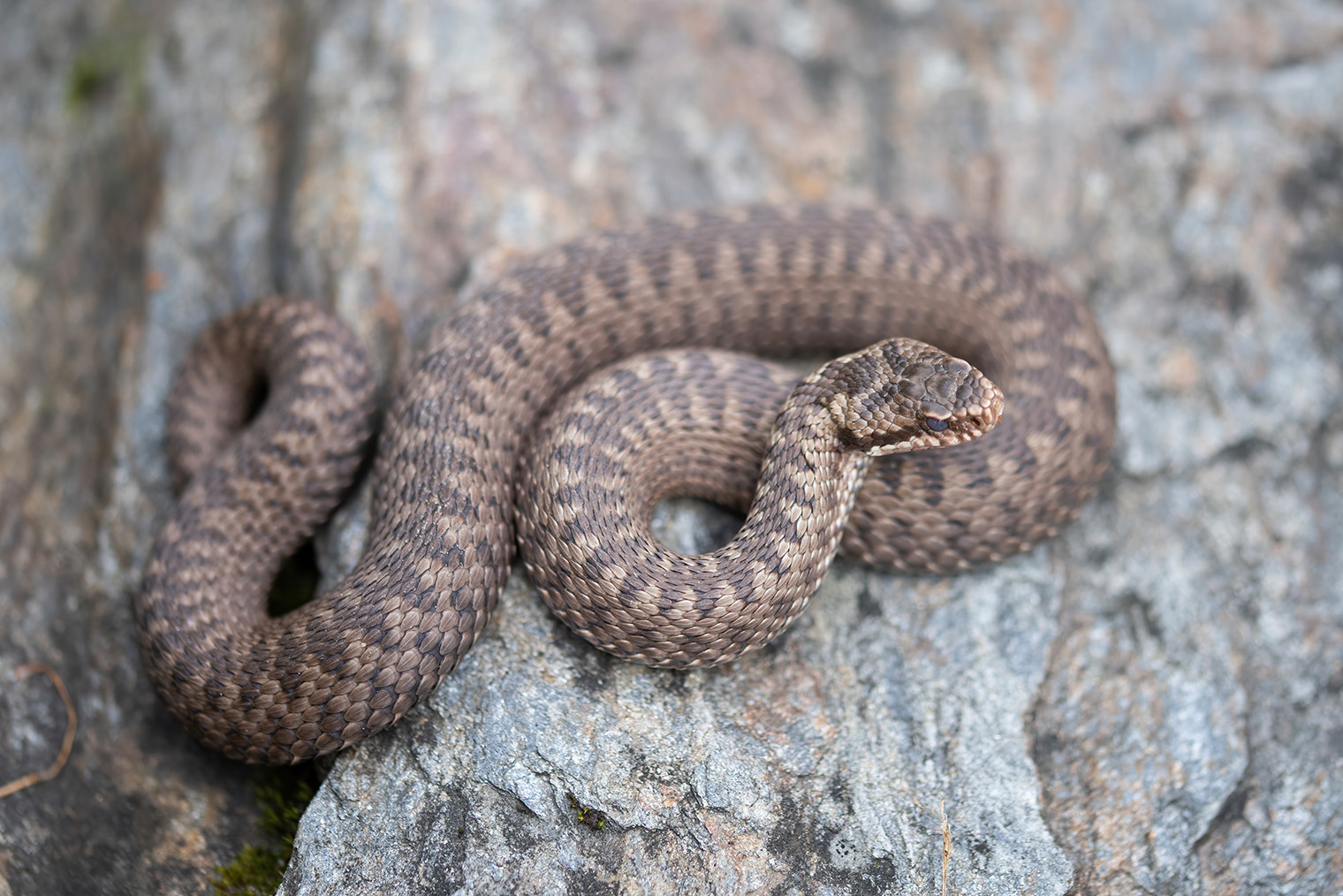 ⛔️ Часто на голове гадюки обыкновенной можно увидеть узор или в виде рогатки, или буквы X. Фотография: All-stock-photos / Shutterstock / FOTODOM