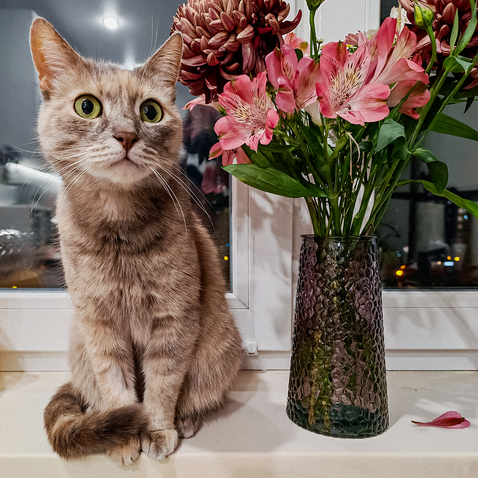 Наша красотка