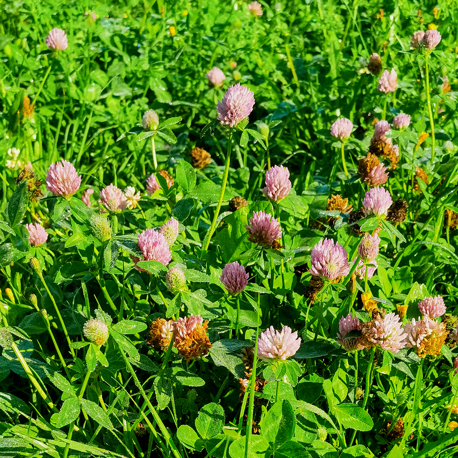 По пути на работу прохожу мимо поля клевера