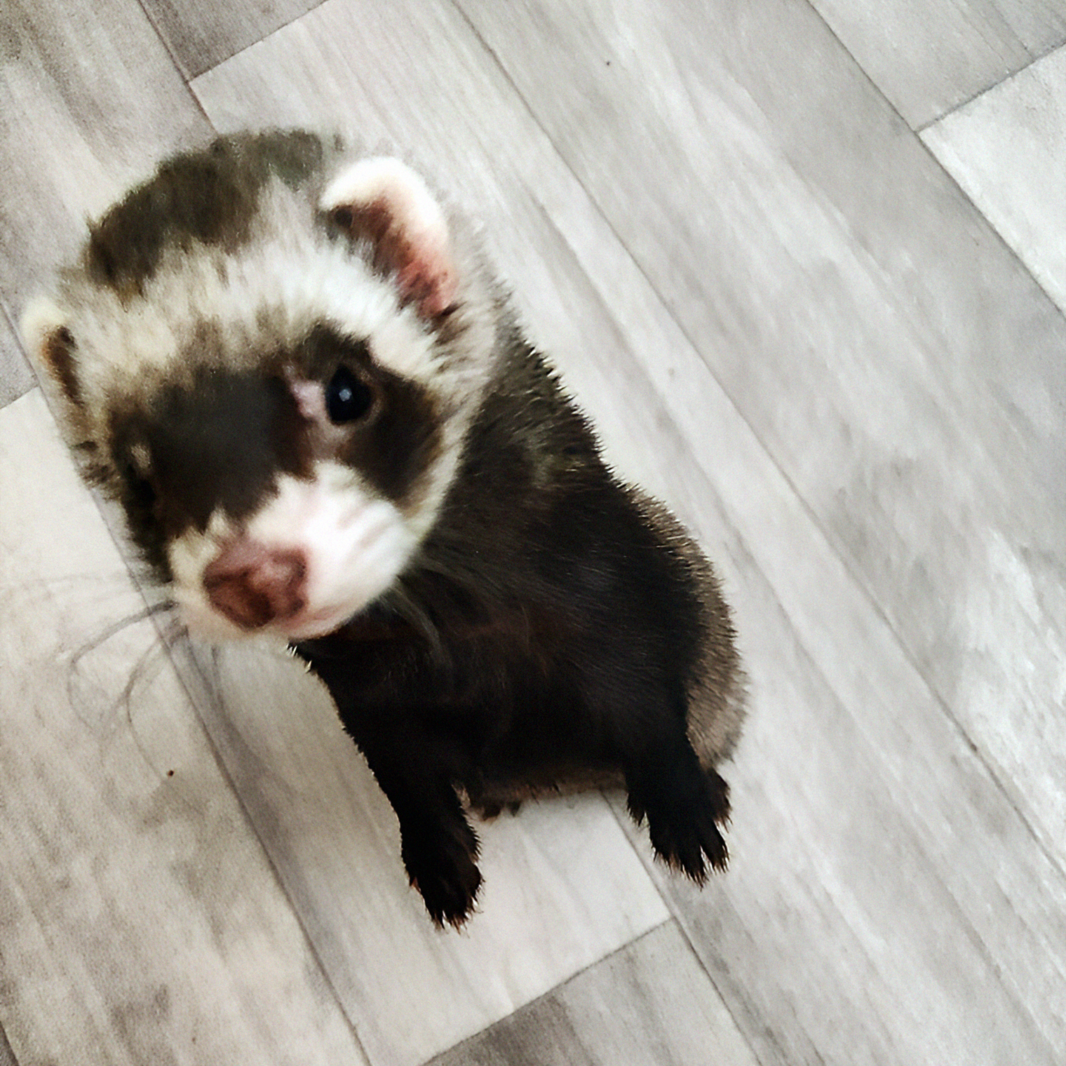 Наш домашний хорек