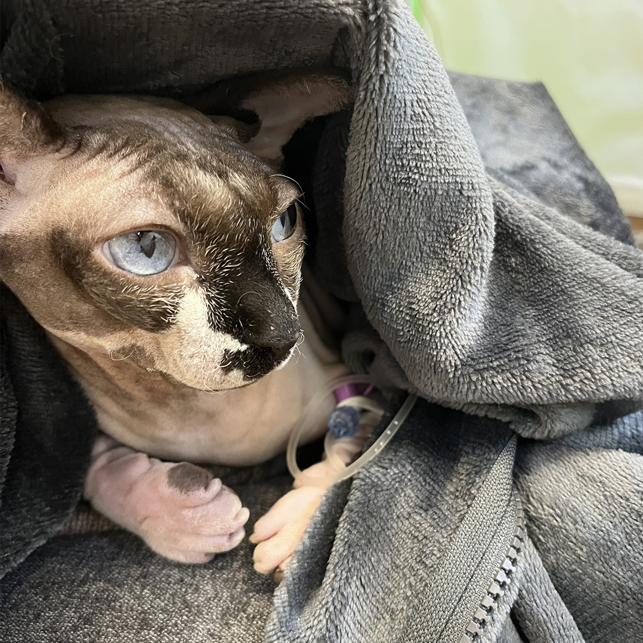 Моя кошечка во время капельницы