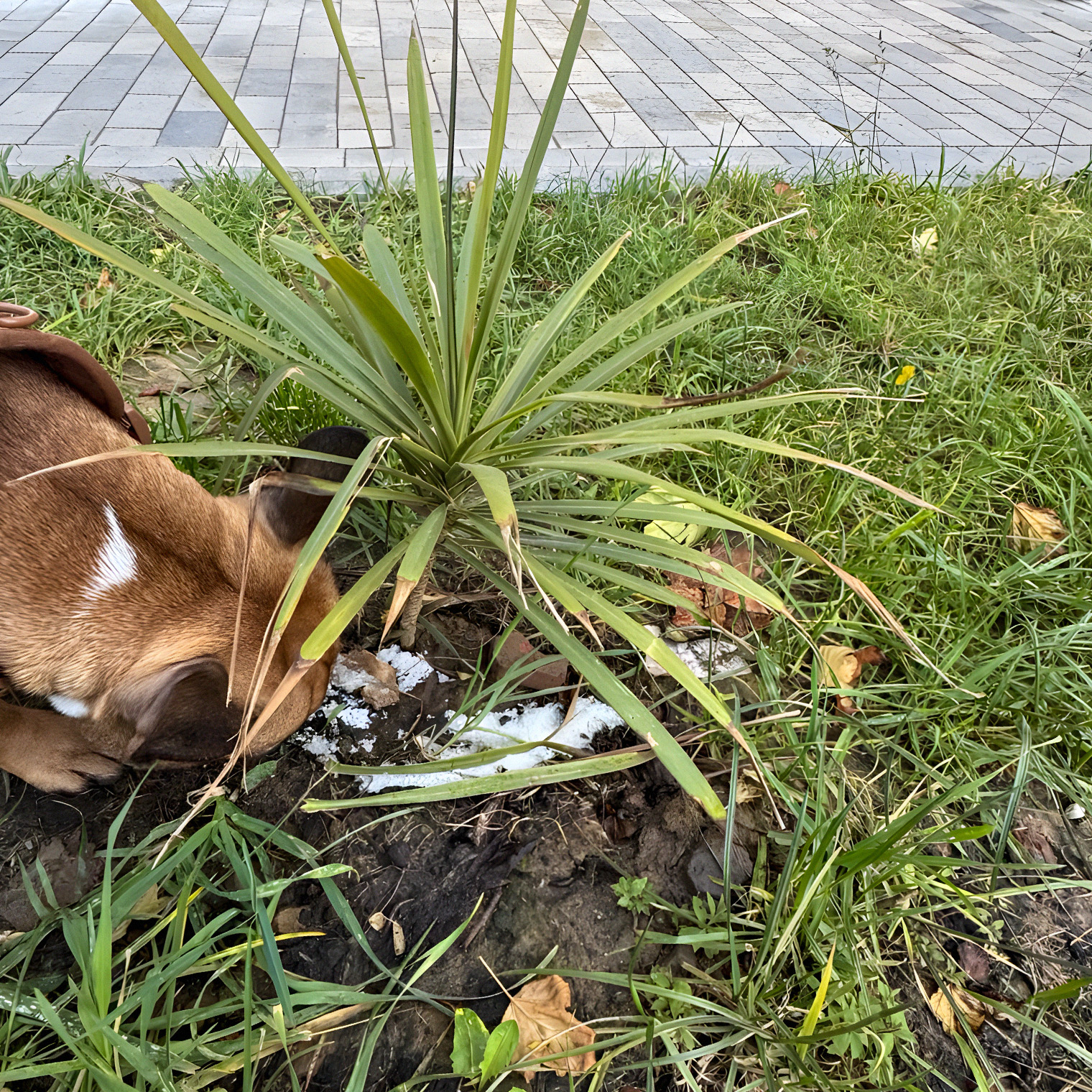 Гуляем с Цезарем