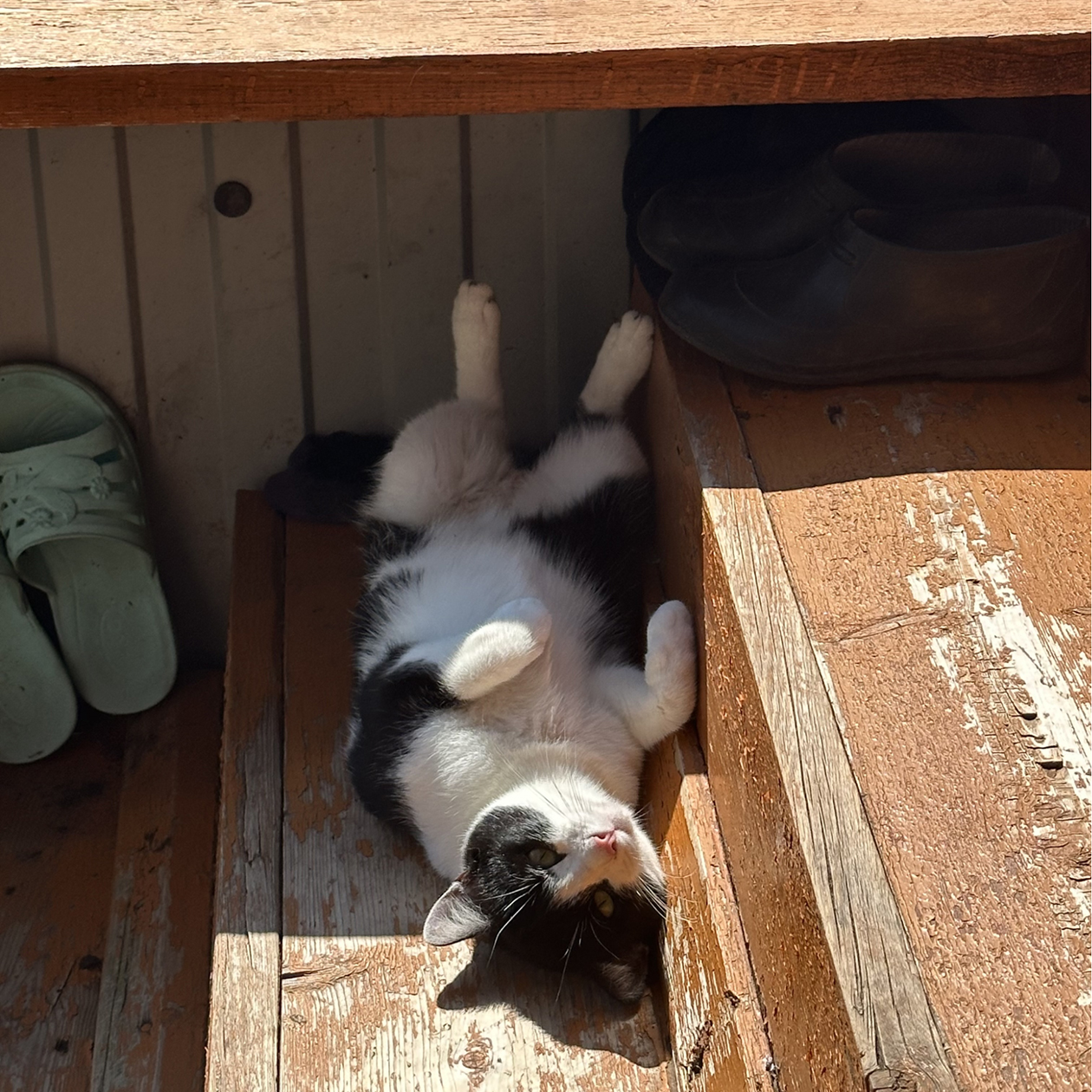 Наша котейка