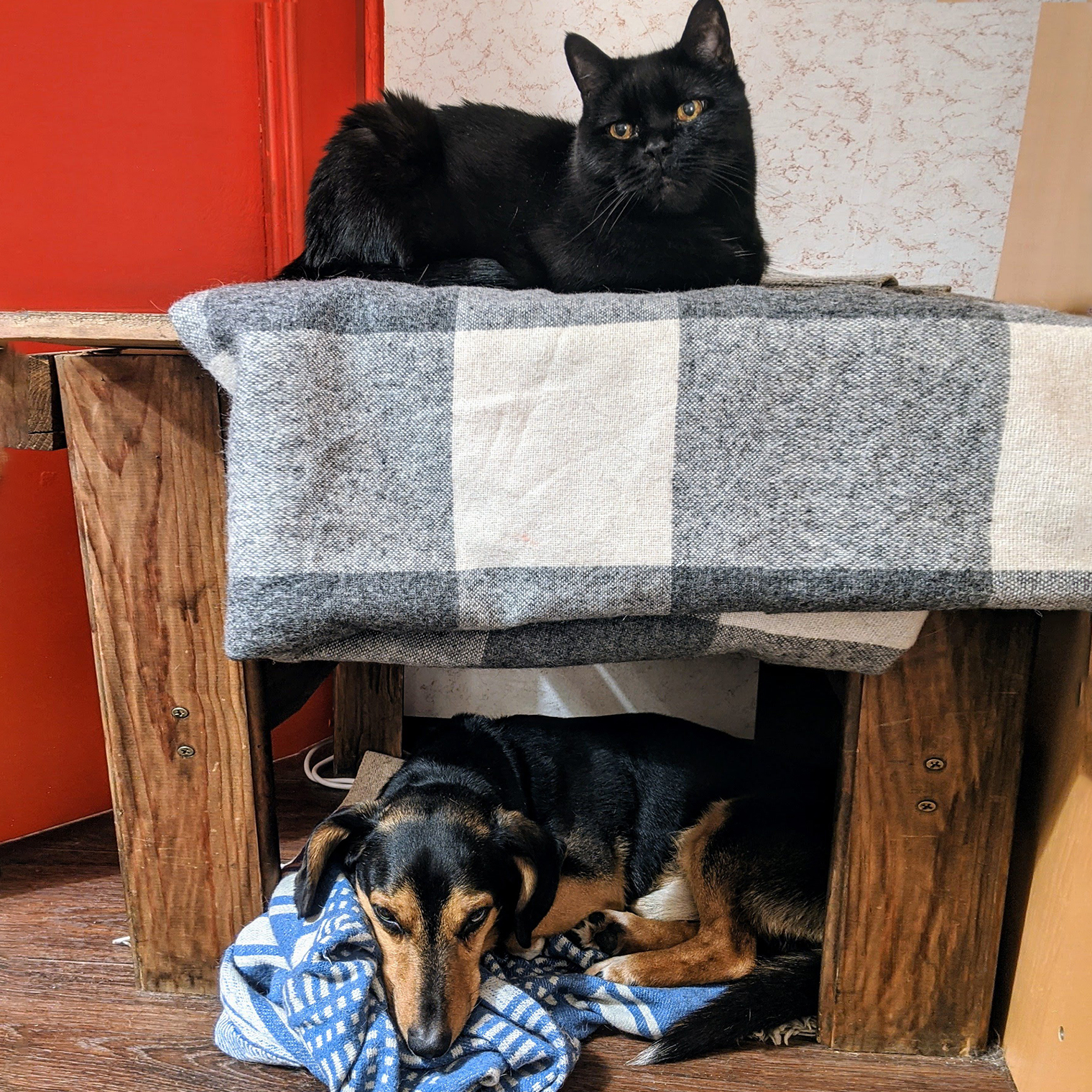 Со временем кот привык к Омару