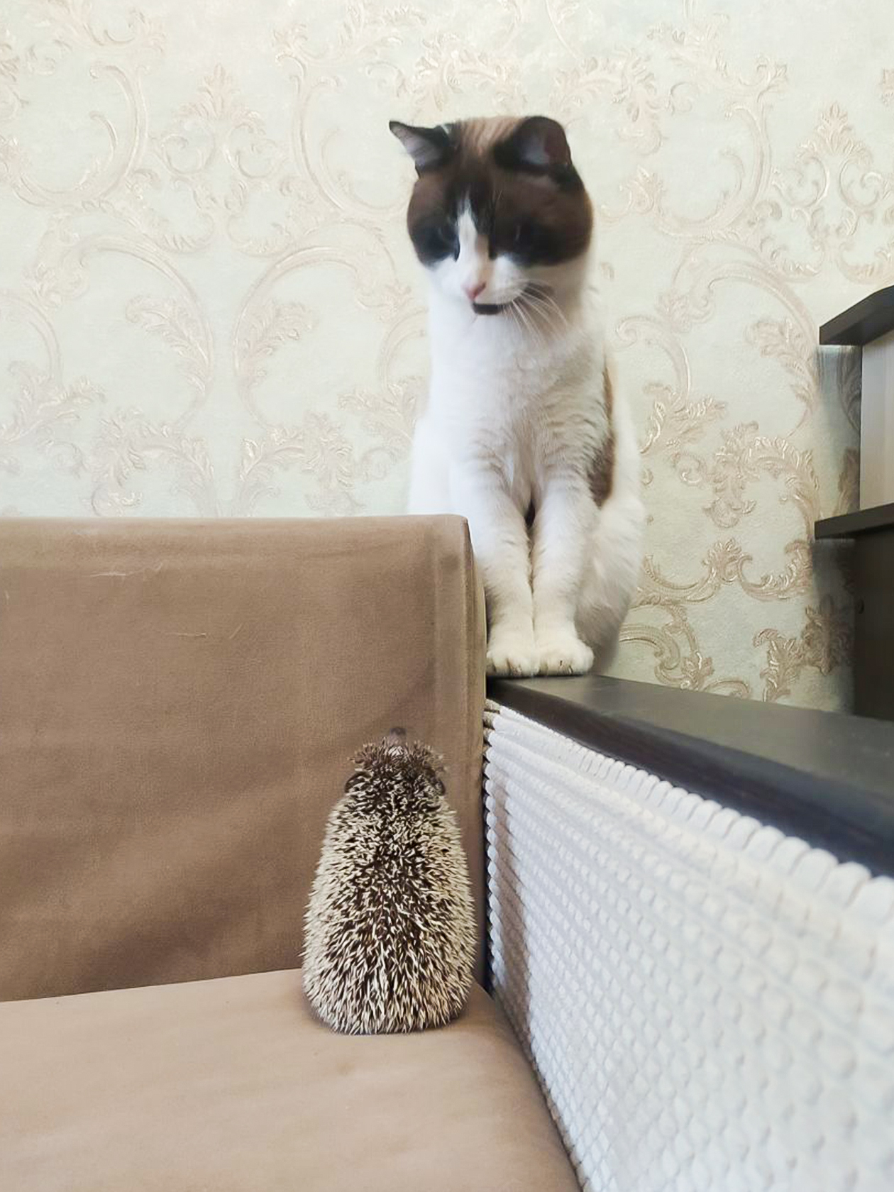 Ежидзе знакомится с котом