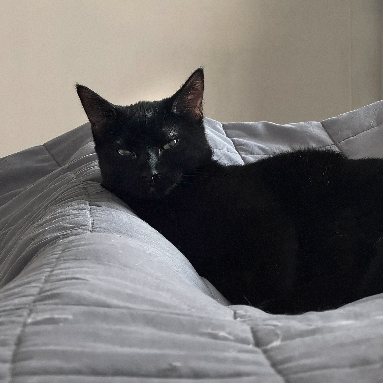 Моя кошка