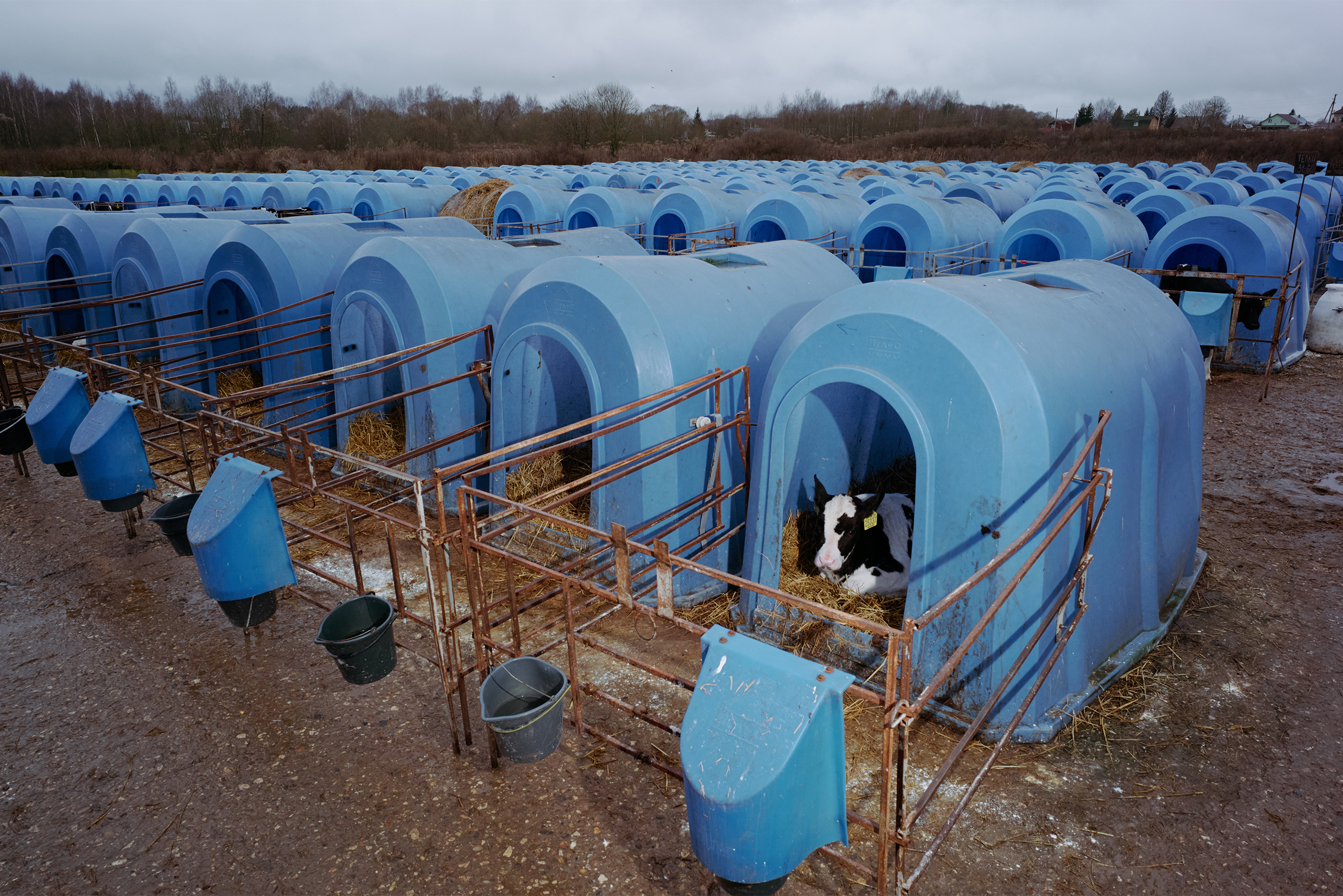Но сотрудники привыкли к «советскому» методу — теплая ферма, деревянные боксы вдоль стен, влажно, душно