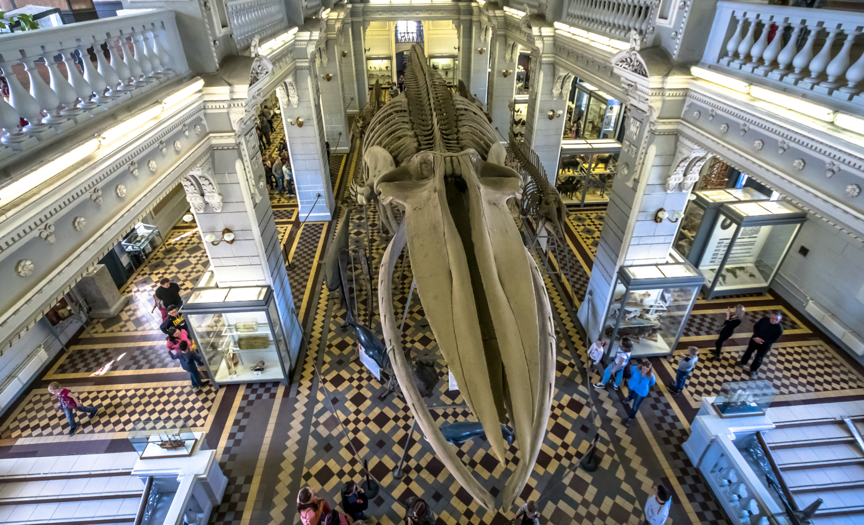 Зоологический музей РАН