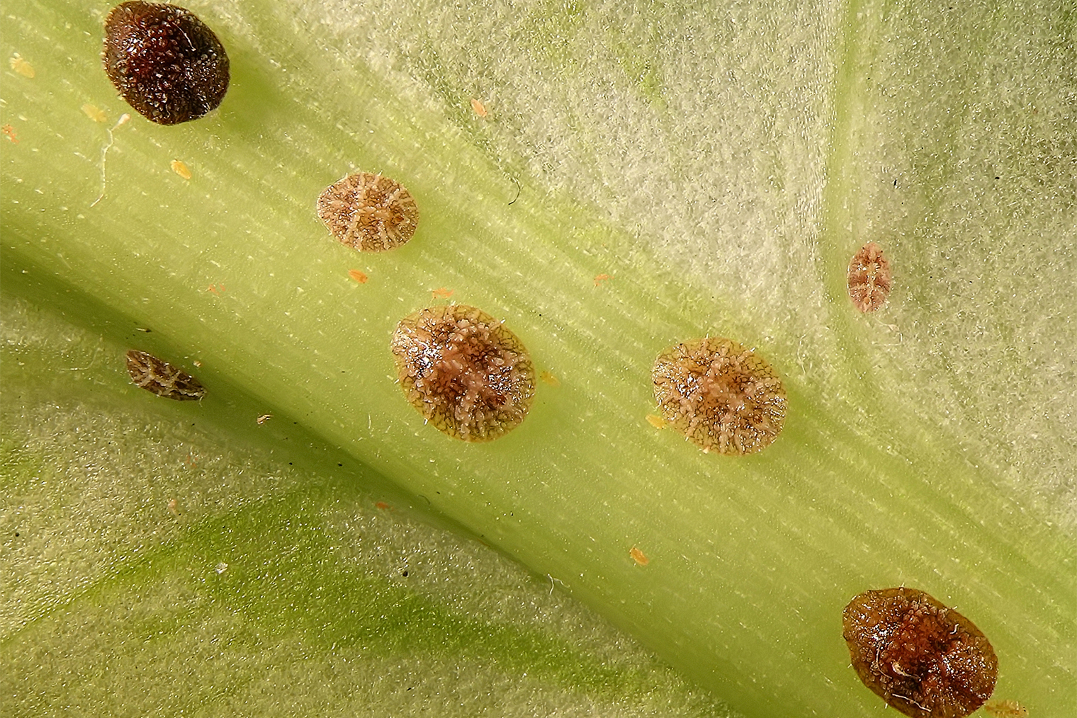 Так выглядит щитовка. Фотография: Protasov AN / Shutterstock / FOTODOM