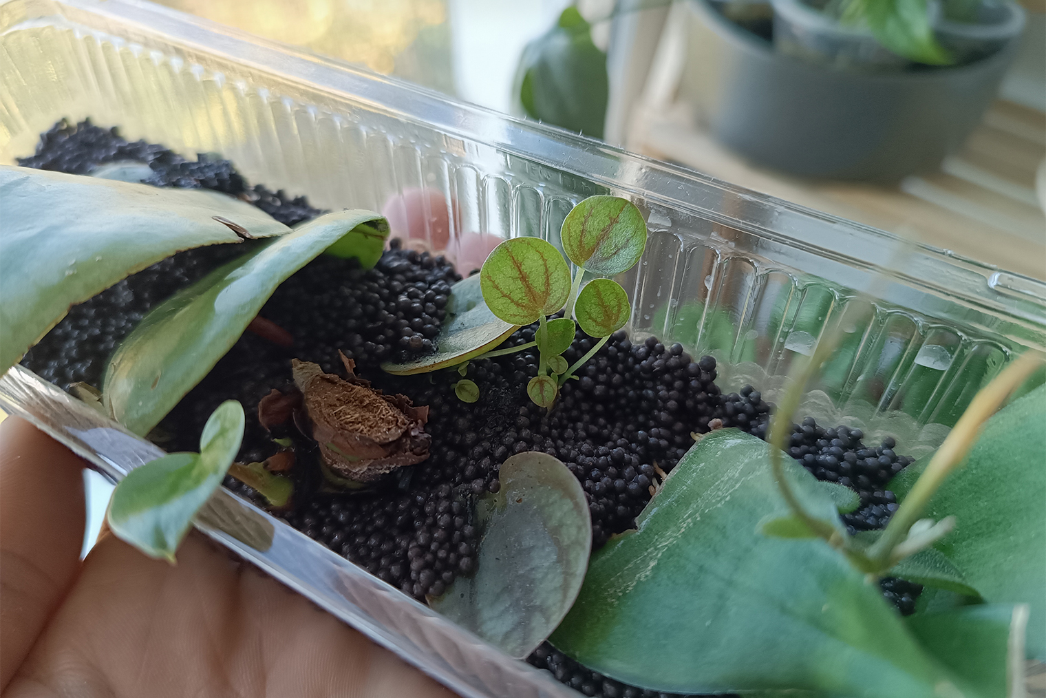 Я воспользовалась этим способом и укоренила четыре листа пеперомии в аквагрунте. Розетки появились через полтора месяца