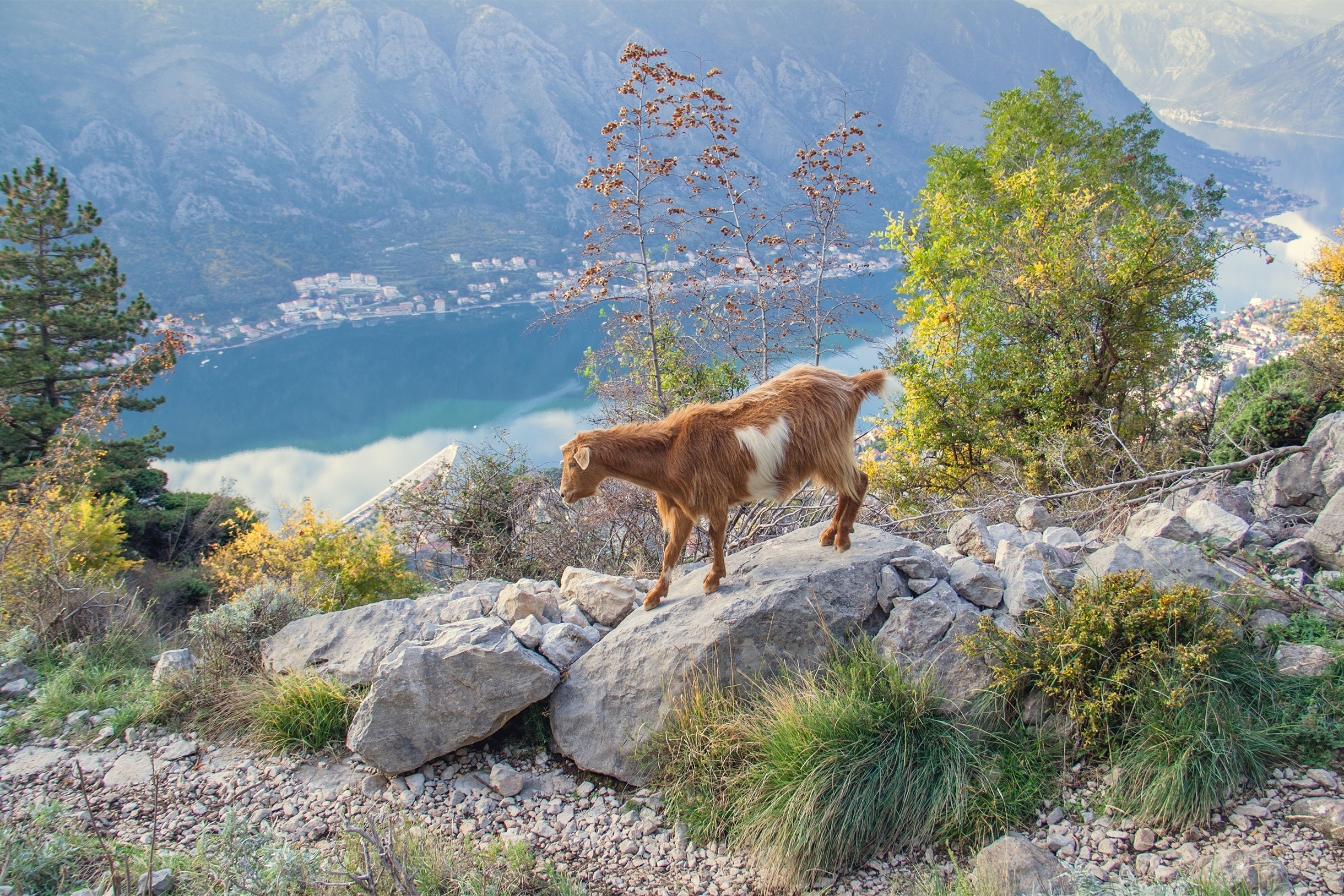 Бонусом по пути наверх стало стадо козочек, ловко перепрыгивающих камни