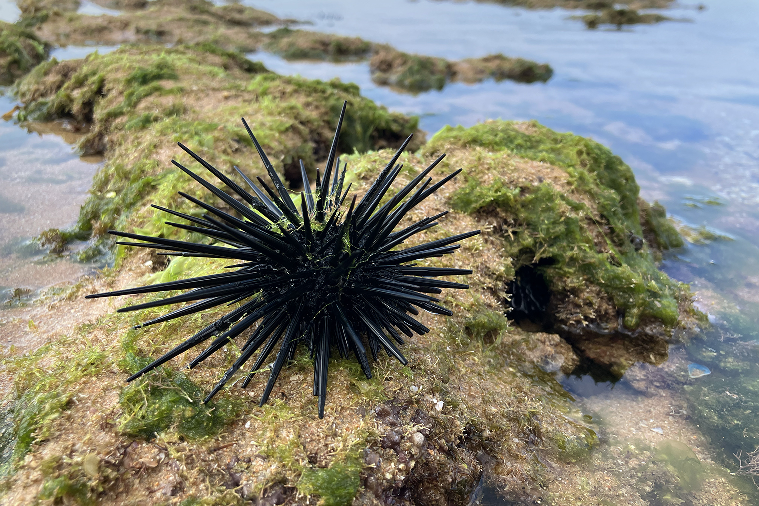 Про морских ежей есть много страшилок, как кто-то их не заметил, наступил, а потом был вынужден в больнице доставать иглы из стопы. Мне всегда было интересно вживую увидеть виновников этих историй. В рифах они действительно плохо различимы, но проверять подобный опыт на себе, к счастью, не пришлось