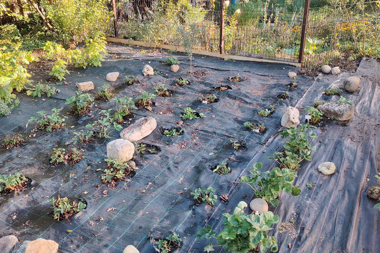 Я выращиваю землянику на агроткани. Осенью срезаю все старые листья и щеткой сметаю их в кучу, собираю и сжигаю