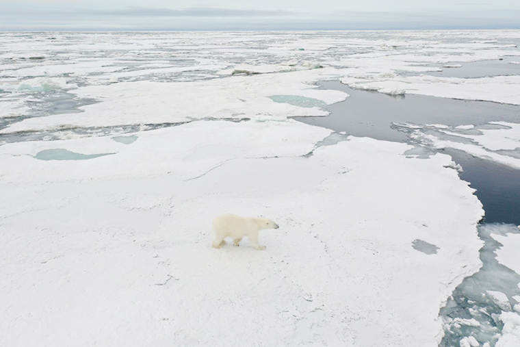 Белые медведи во льдах моря Лаптевых, сентябрь 2021 года. Фото: Дмитрий Фрей