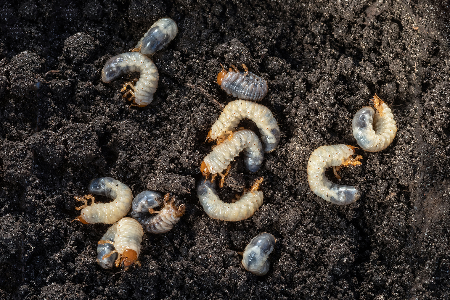 Самая опасная для сада и огорода стадия жизненного цикла майского жука — группа двух-трехлетних личинок. © VladKK / Shutterstock / FOTODOM