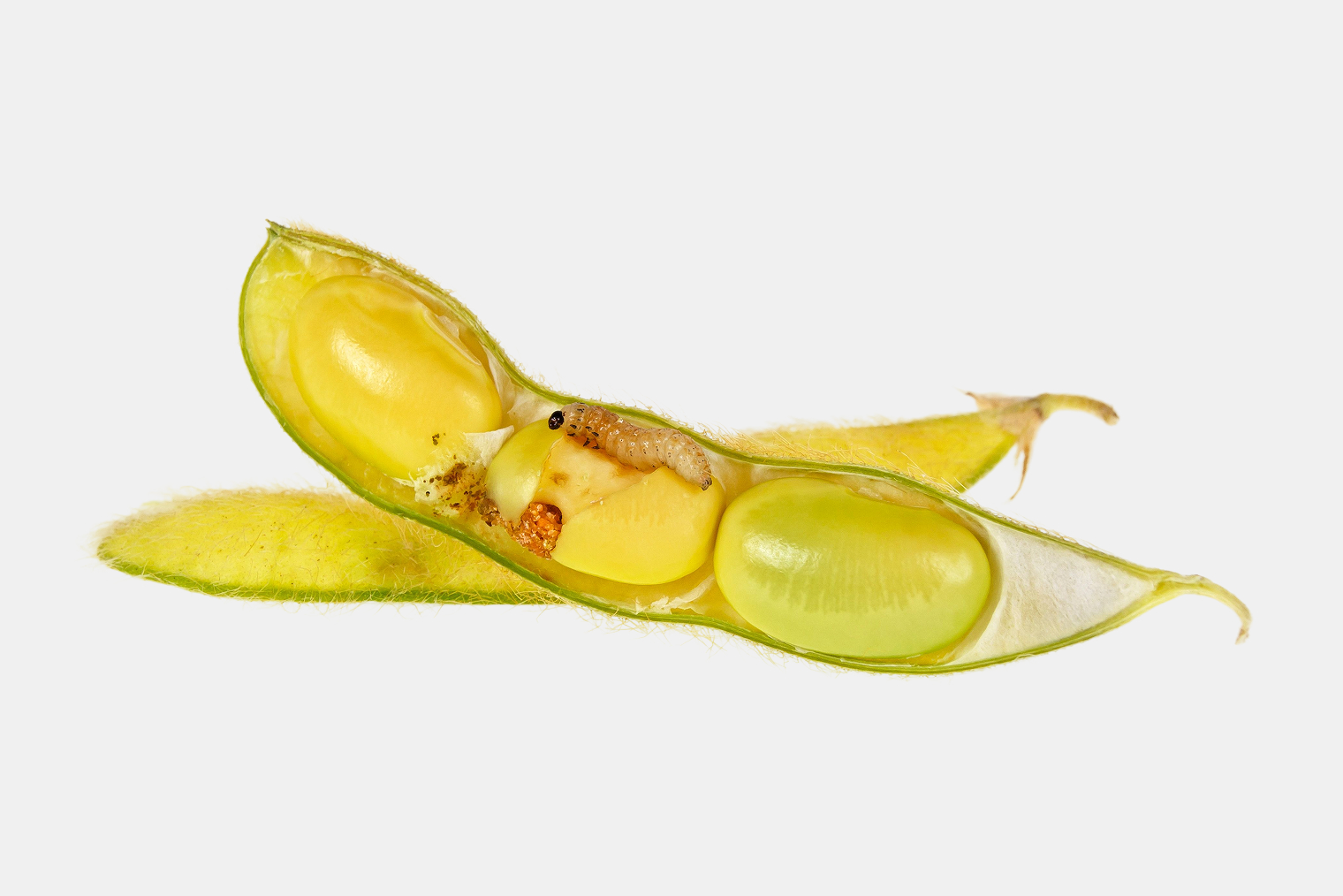 Похоже, что боб поражен гороховой плодожоркой. © domnitsky / Shutterstock / FOTODOM