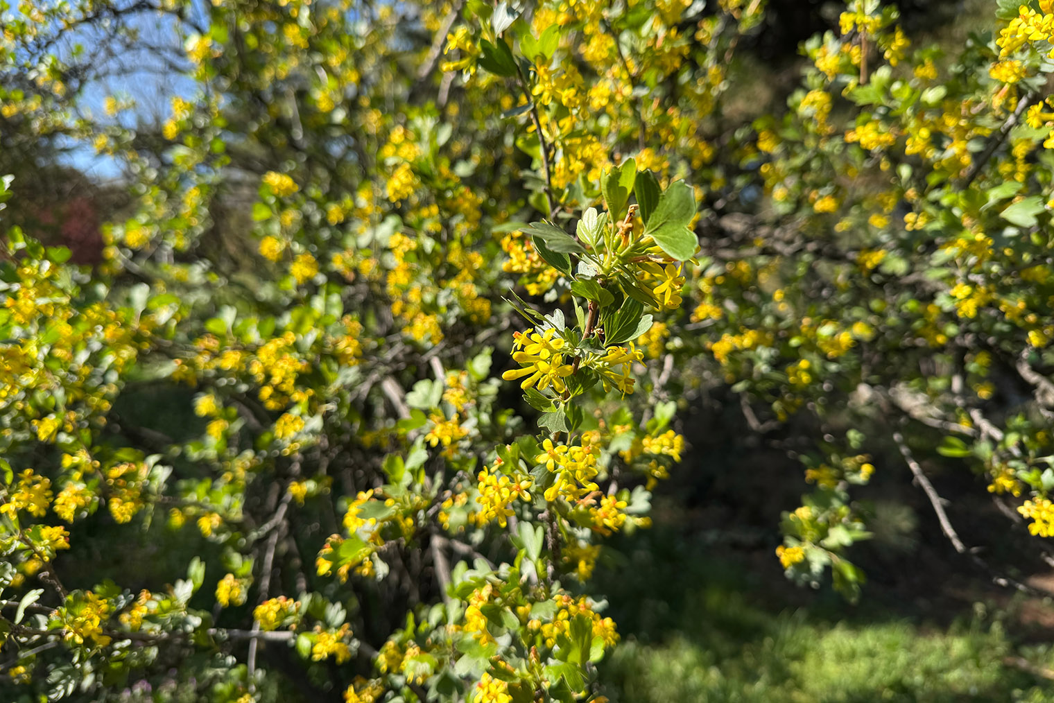 В период цветения кусты очень декоративны. © butterfly’s dream / Shutterstock / FOTODOM