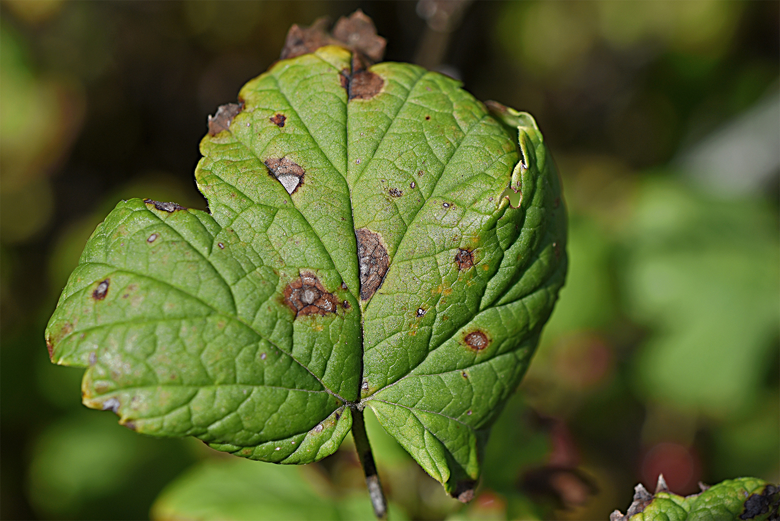 Листья, пораженные септориозом. © Michkasova Elena / Shutterstock / FOTODOM