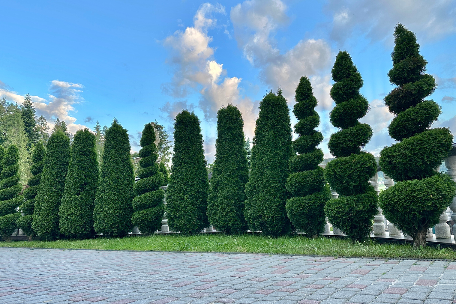 С помощью стрижки туям можно придать оригинальную форму. © Skoles / Shutterstock / FOTODOM