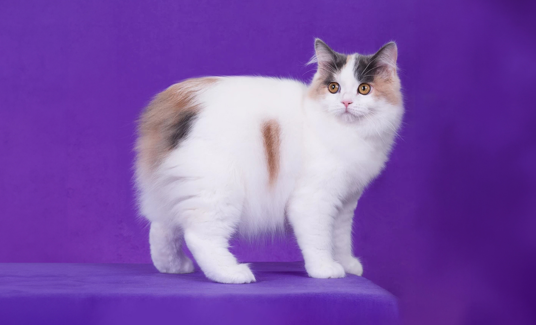 Мэнкс